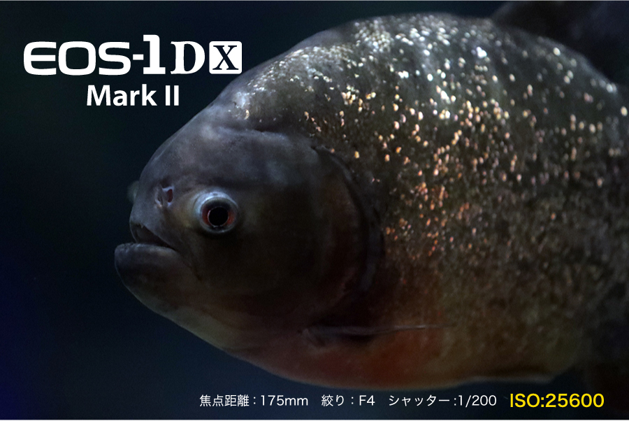 高感度_1DXmk2
