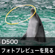 Nikon D500 フォトプレビュー