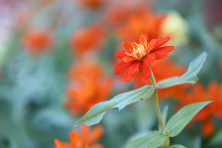 D850 70mm 近接撮影