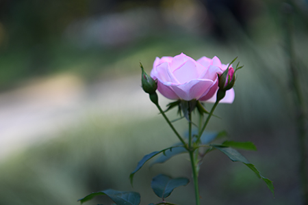 D850 70mm 近接撮影