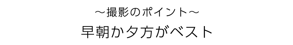 ~撮影のポイント～早朝か夕方がべスト