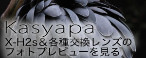 カシャパ