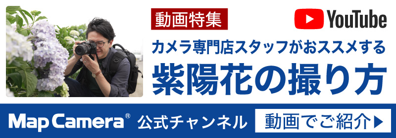 紫陽花の撮り方