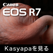 Canon EOS R7 Kasyapa
