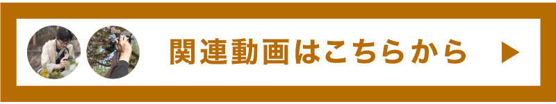 Youtubeプレイリスト