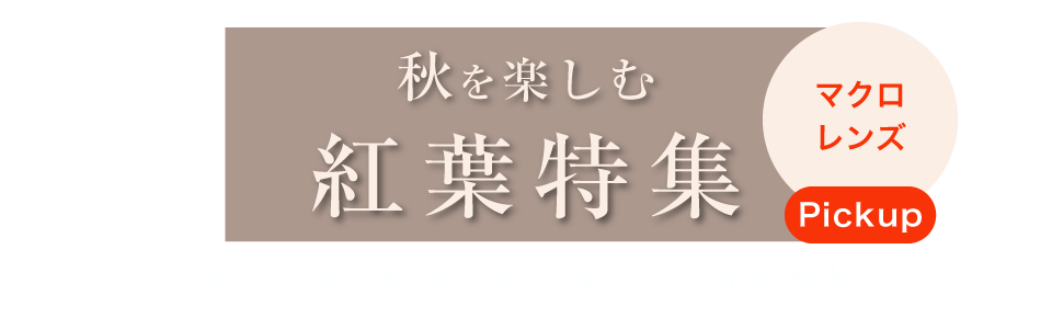紅葉特集