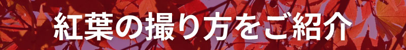 紅葉撮り方動画