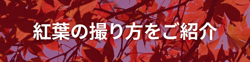 紅葉撮り方動画