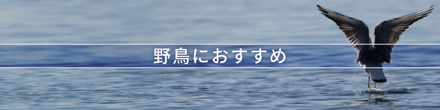 野鳥におすすめ
