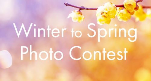 フォトコンテスト