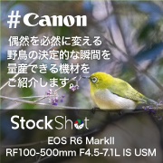 【Canon】偶然を必然に変える、野鳥の決定的な瞬間を量産できる機材をご紹介します。