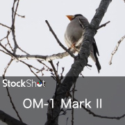 【OM SYSTEM】AFで鳥を捕まえ、アートフィルターで心を写す。日常を「作品」に変えてくれたカメラとは。