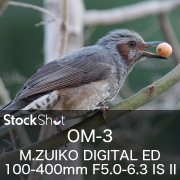 【OM SYSTEM】もう「ピント合わせ」で悩まない。カメラ任せで魔法のように鳥を捉え続ける、驚異の体験談。