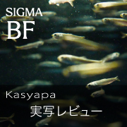 SIGMA BF Kasyapa