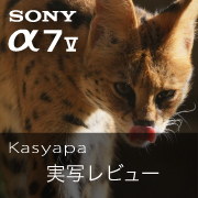SONY α7V Kasyapa