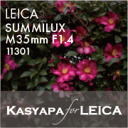 summiluxm35mmf14_11301