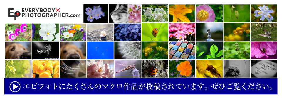 エビフォト投稿のマクロ作品