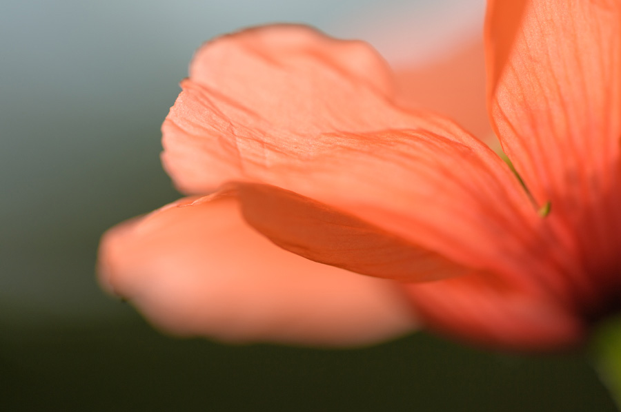 TAMRON SP 90mm F2.8 Di MACRO 1:1 VC USD