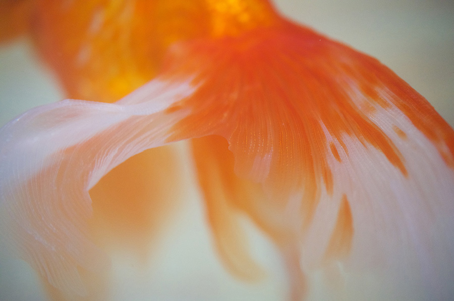 LAOWA 60mm F2.8 Ultra-Macro