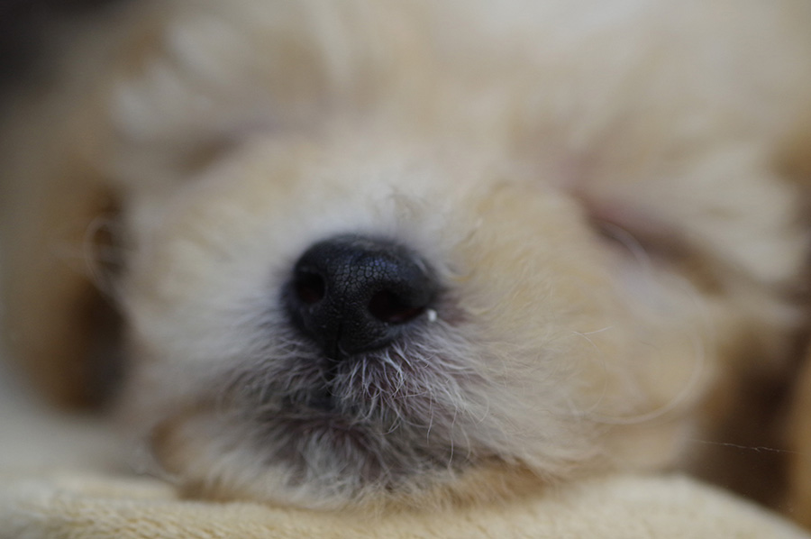PENTAX D FA MACRO 100mm F2.8 WR
