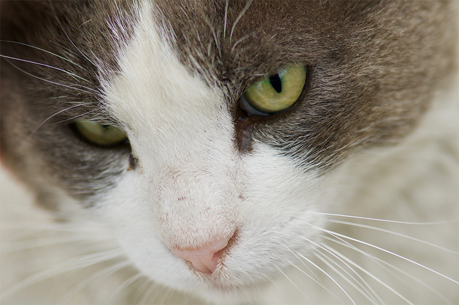PENTAX D FA MACRO 100mm F2.8 WR