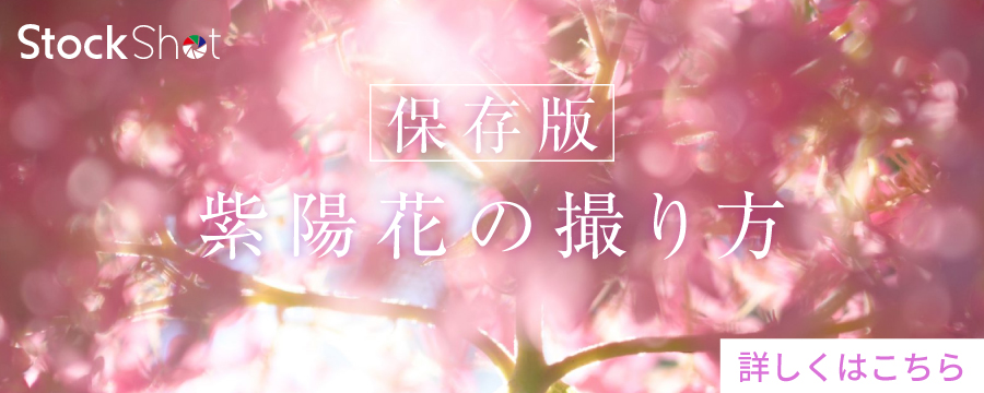 紫陽花の撮り方