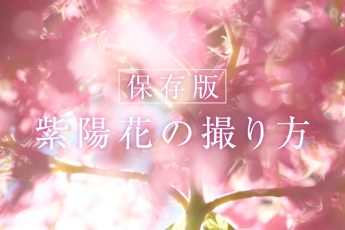 梅雨の撮影