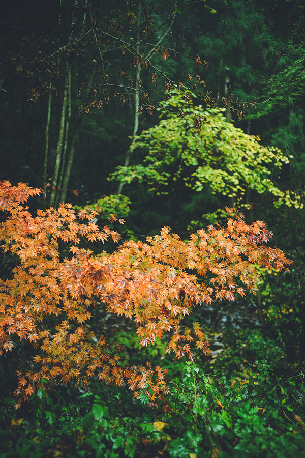 SONY (ソニー) α7II ボディ ILCE-7M2+Leica (ライカ) ズミルックス M35mm F1.4 ASPH.