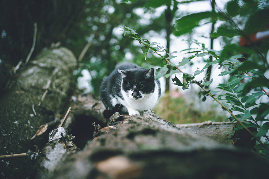 SONY (ソニー) α7II ボディ ILCE-7M2+Leica (ライカ) ズミルックス M35mm F1.4 ASPH.