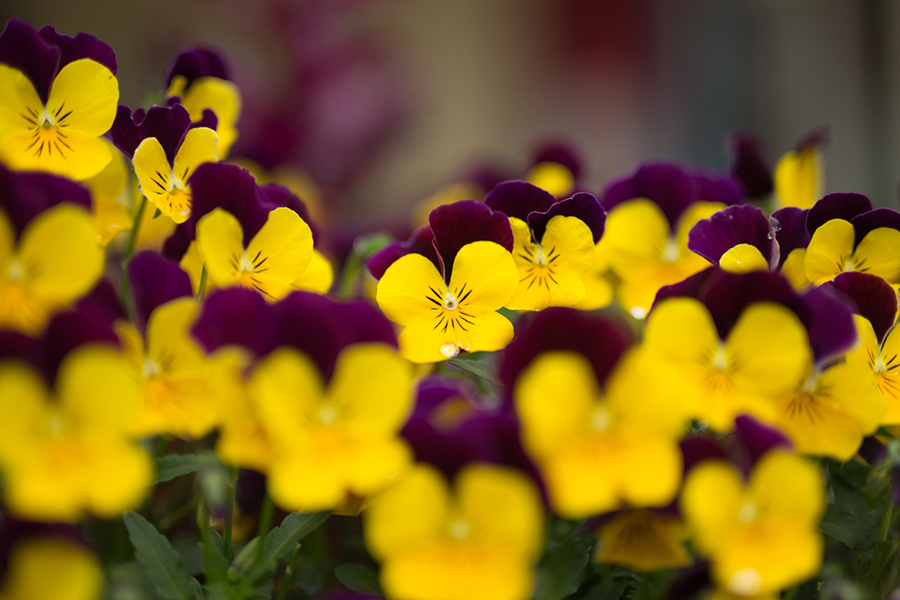 SIGMA (シグマ) Art 50mm F1.4 DG HSM（キヤノン用）