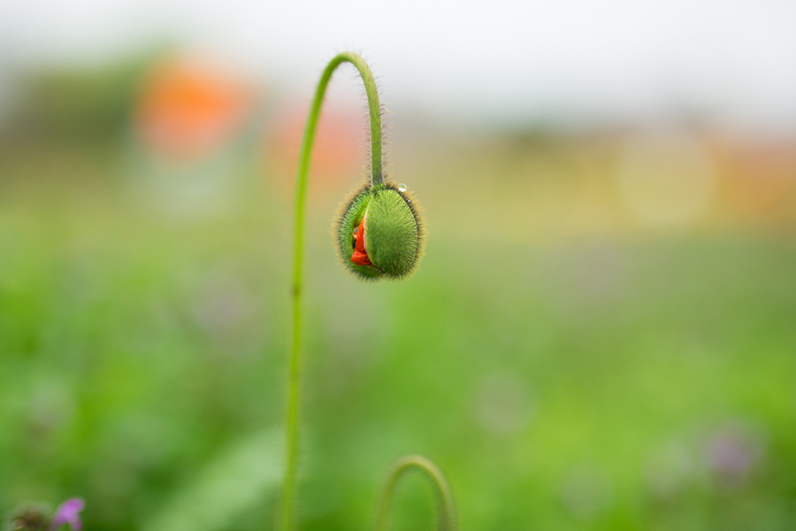 SIGMA (シグマ) Art 50mm F1.4 DG HSM（キヤノン用）