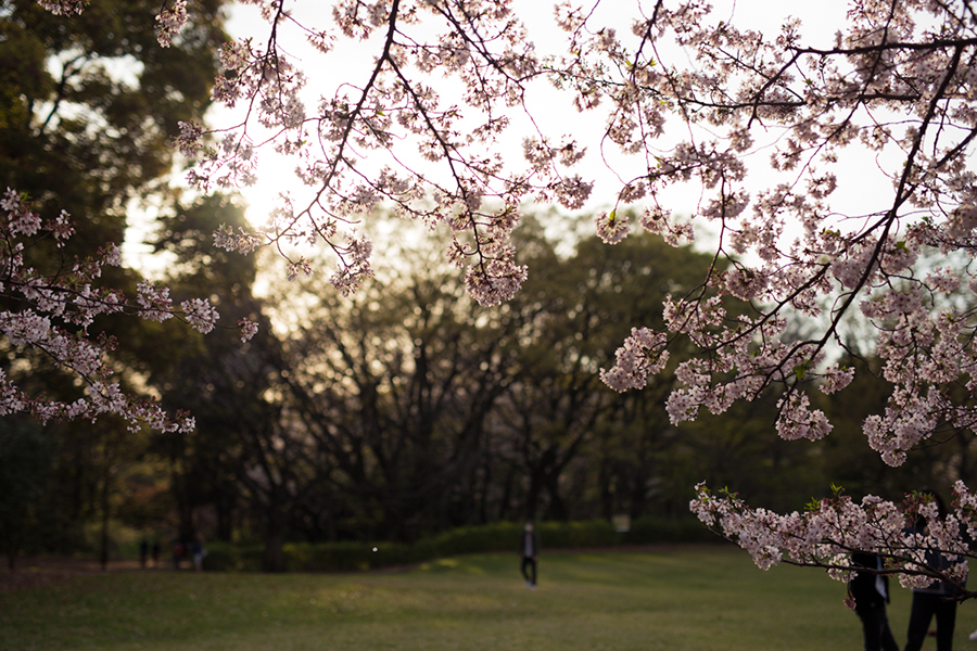 SIGMA (シグマ) Art 50mm F1.4 DG HSM（キヤノン用）