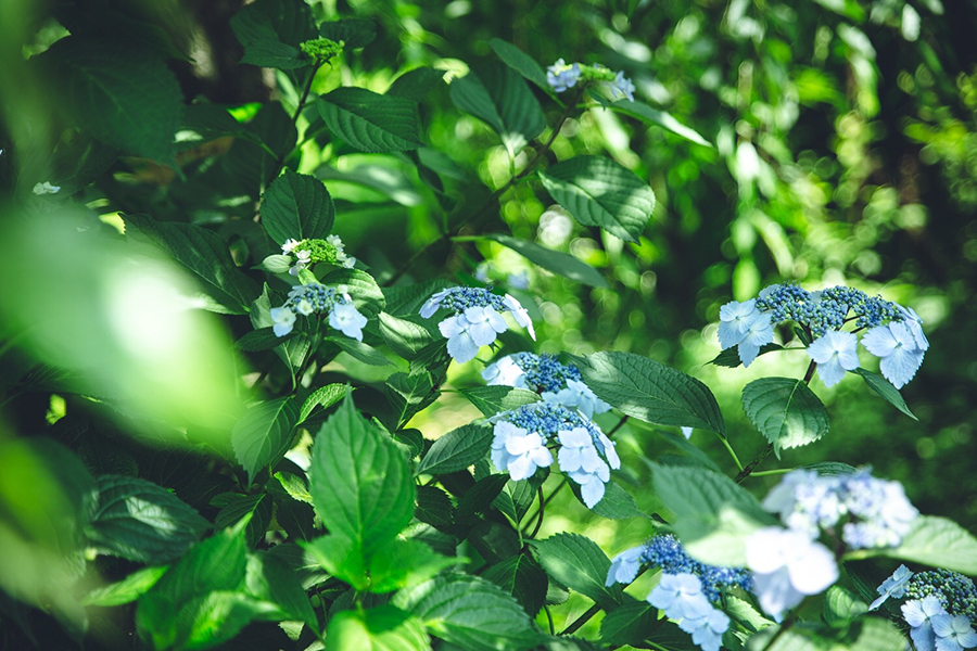 TAMRON (タムロン) SP 24-70mm F2.8 Di VC USD G2 A032E（キヤノン用）