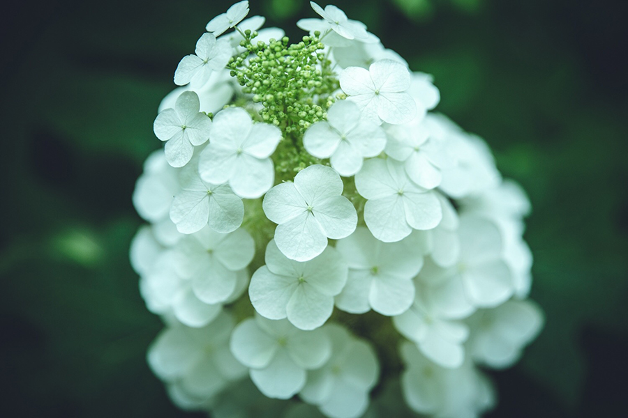 TAMRON (タムロン) SP 24-70mm F2.8 Di VC USD G2 A032E（キヤノン用）