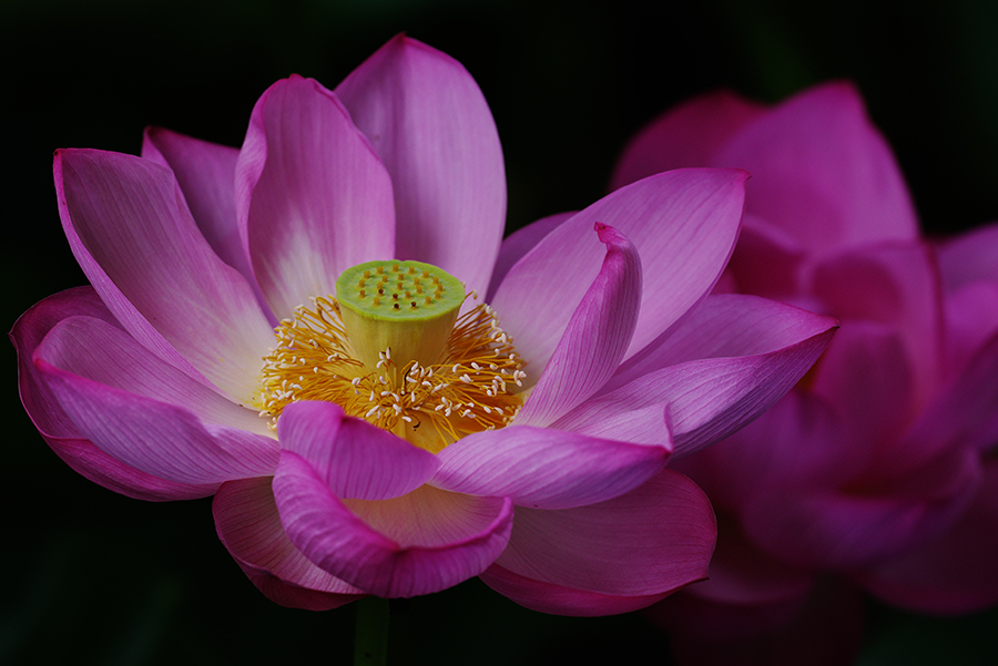 PENTAX (ペンタックス) K-1 Mark II＋HD DFA150-450mmF4.5-5.6ED DC AW