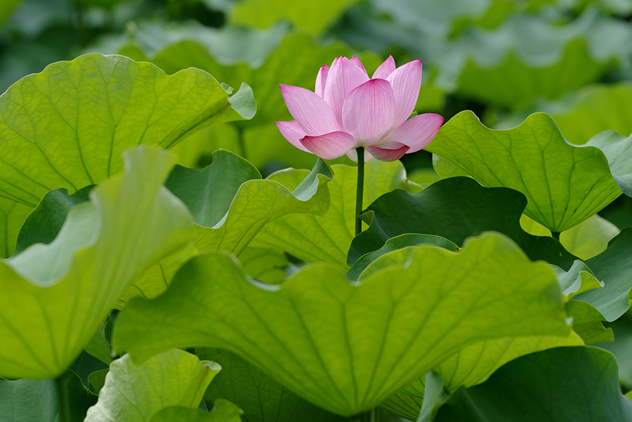 PENTAX (ペンタックス) K-1 Mark II＋HD DFA150-450mmF4.5-5.6ED DC AW