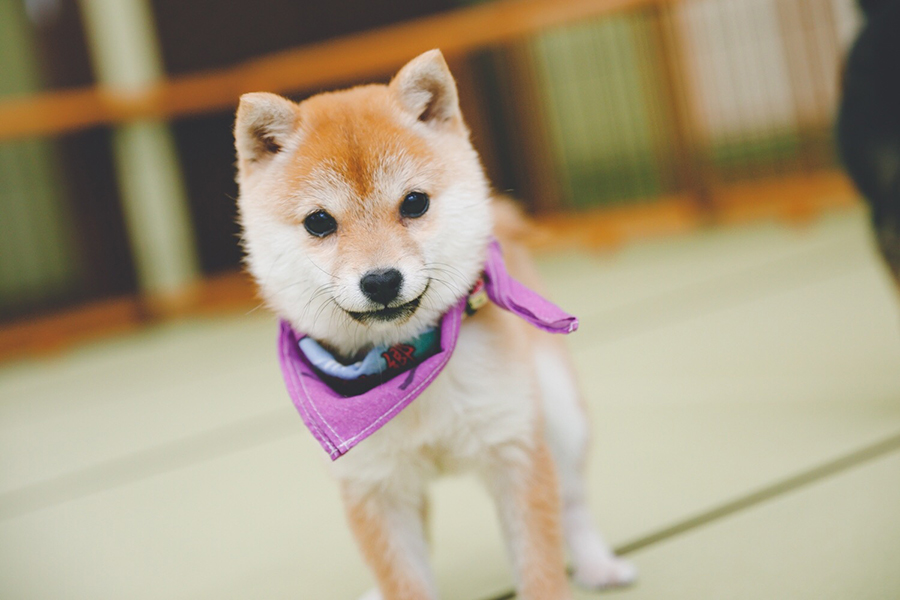 Canon EOS 5D Mark IV + TAMRON SP 24-70mm F2.8 Di VC USD G2 A032E（キヤノンEF用）