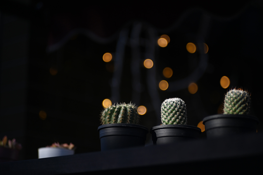 Nikon Z + NIKKOR-P.C (L) 85mm F2