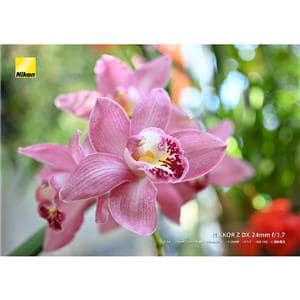 Nikon (ニコン) NIKKOR Z DX 24mm F1.7