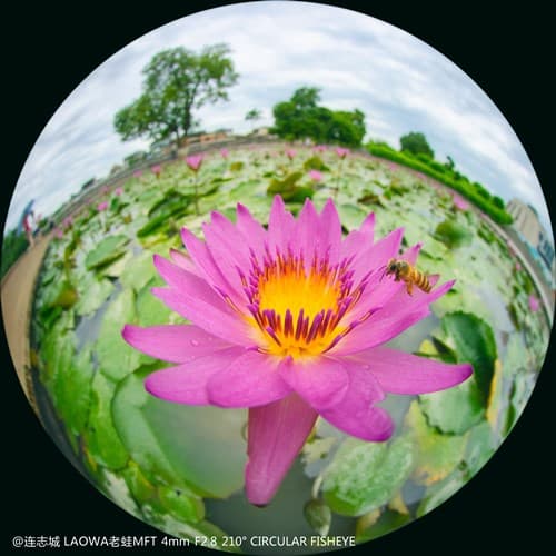 新品)LAOWA （ラオワ） 4mm F2.8 CIRCULAR FISHEYE（ニコンZ/APS
