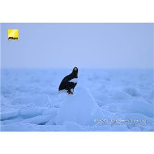 Nikon (ニコン) NIKKOR Z 180-600mm F5.6-6.3 VR