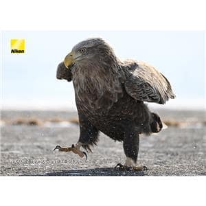 Nikon (ニコン) NIKKOR Z 180-600mm F5.6-6.3 VR