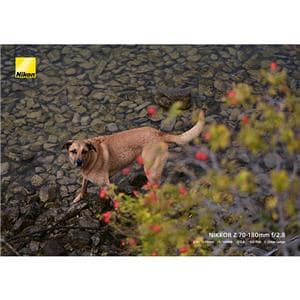 Nikon (ニコン) NIKKOR Z 70-180mm F2.8