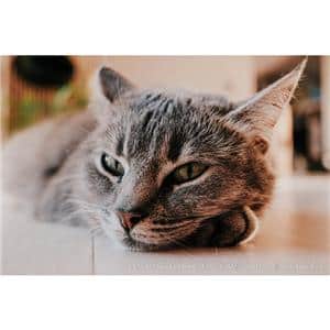 FUJIFILM (フジフイルム) X-E5 XF23mm F2.8 R WRレンズキット ブラック