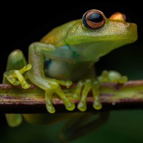 新品)LAOWA （ラオワ） Mini 85mm F5.6 2X ULTRA MACRO APO（ニコンZ用