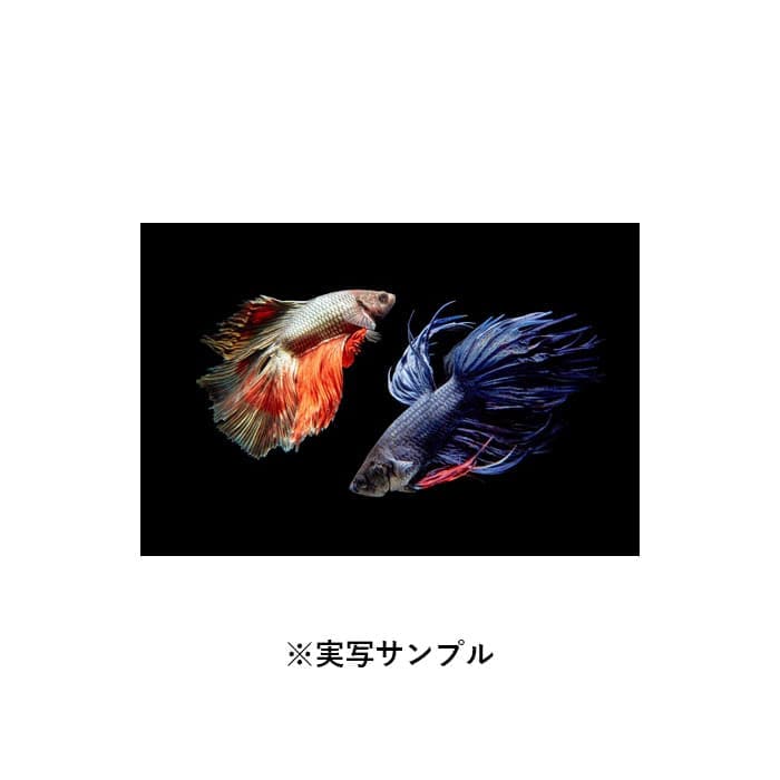 新品)LAOWA （ラオワ） 24mm F14 2X MACRO PROBE（ソニーE用/フル