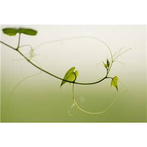 SONY (ソニー) FE 70-200mm F2.8 GM OSS II SEL70200GM2