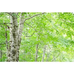 SONY (ソニー) FE 70-200mm F2.8 GM OSS II SEL70200GM2