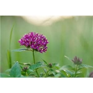 SONY (ソニー) FE 70-200mm F2.8 GM OSS II SEL70200GM2