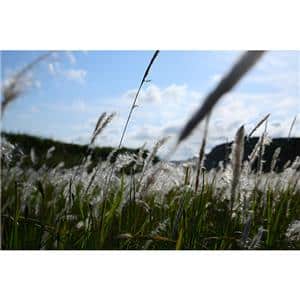 Canon (キヤノン) RF28-70mm F2.8 IS STM